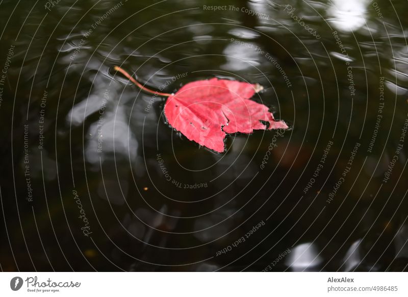 HH Tour Unnamed Street | A single red leaf lies in a water bucket Water Water bucket foliage Autumn reflection Tree Nature Cemetery Detail Deserted Reflection