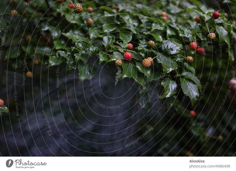 HH Tour Unnamed Road | Tree with red berries is surrounded by smoke/Qualm Berries leaves Smoke Nature shrub cryptic Plant Red Autumn Green Fruit Garden Mature