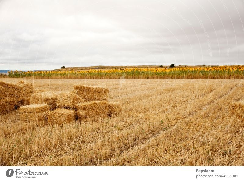 Bales of hay in the summer season. Spanish countryside Camino de Santiago Spain agriculture bales of hay cloudy corn cornfield crop farming grass country