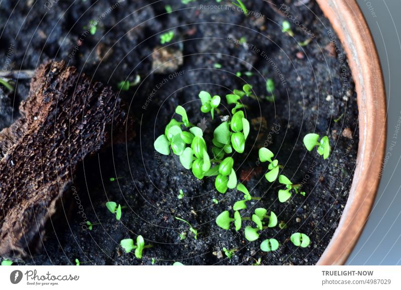 Assisted Living | Basil seedlings sown on dark soil with a piece of tree bark in terra cotta pot. Seedlings Sowing Green Growth youthful Small Planter