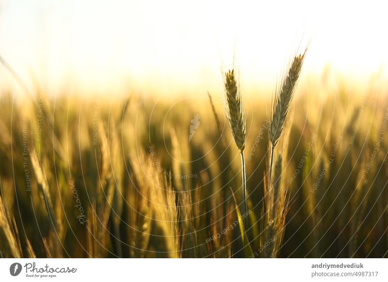 Wheat field. Ears of golden wheat close up. Beautiful Nature Sunset Landscape. Rural Scenery under Shining Sunlight. Background of ripening ears of wheat field.