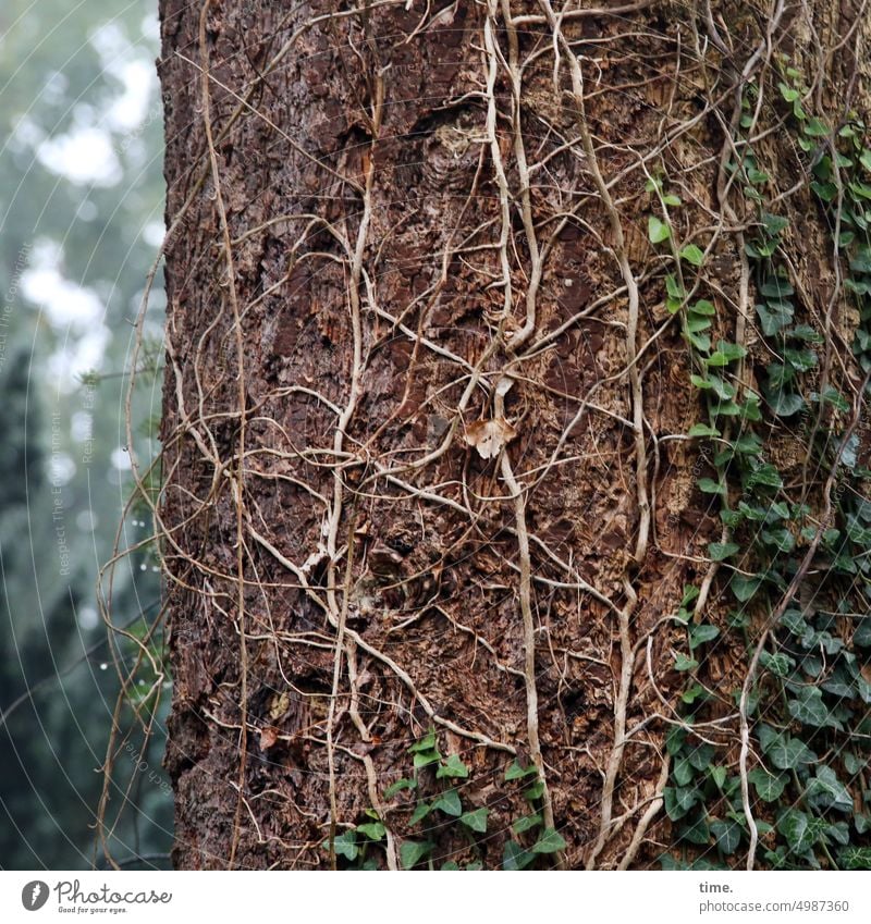 Unnamed Roads | clingy Ivy Tree vine Climbing populate colonialism Symbiosis emaciated overgrown Nature Botany Affectionate Leaf Green Forest Park naturally