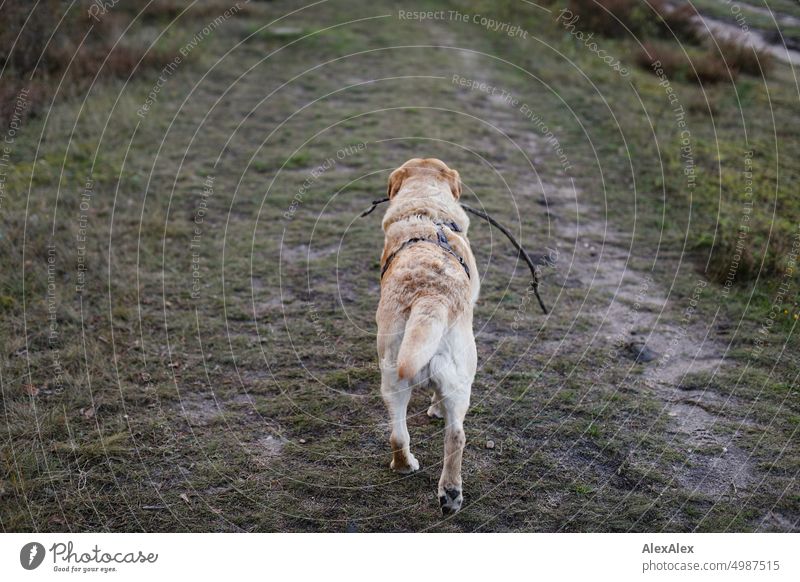 Blonde Labrador has a stick in his mouth and walks on dirt road ahead Dog Pet blond Labrador yellow Labrador The Best Dog in the World paws Green Mammal Pelt