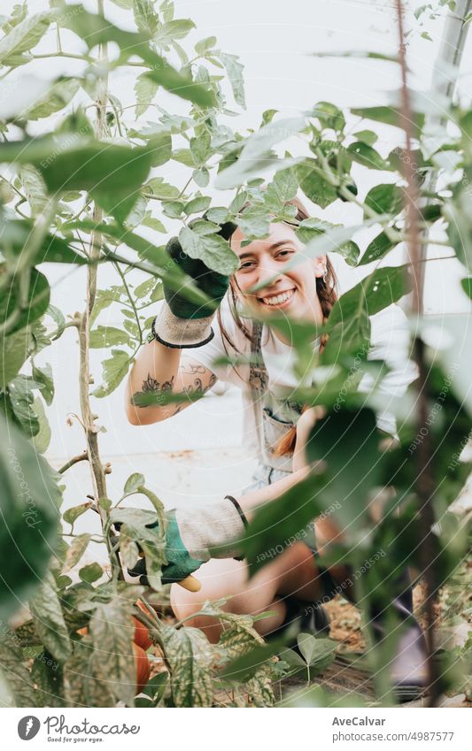 Close up woman checking vegetables at the greenhouse during a working day. person gardening growth horizontal lifestyles one person young adult happiness