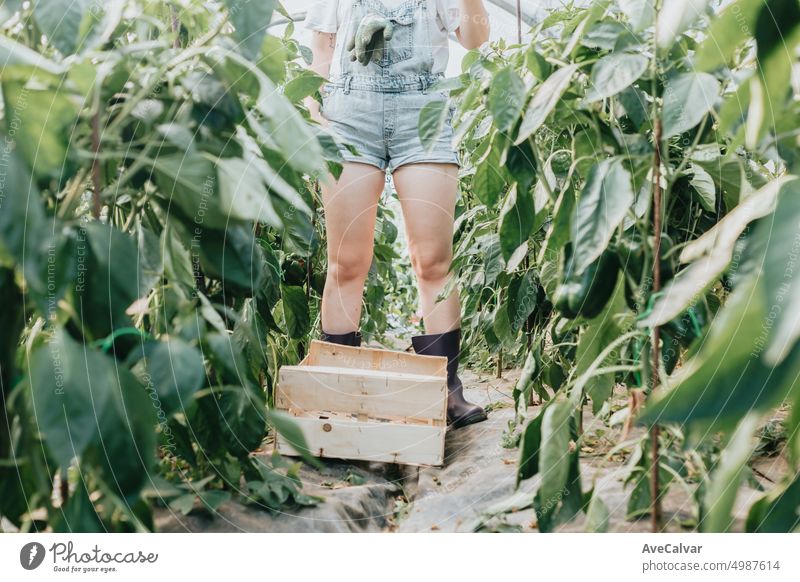 Close up images of a box for vegetables and a worker legs next to the branches. Working rural growth photography close-up freshness choice farmer lifestyles