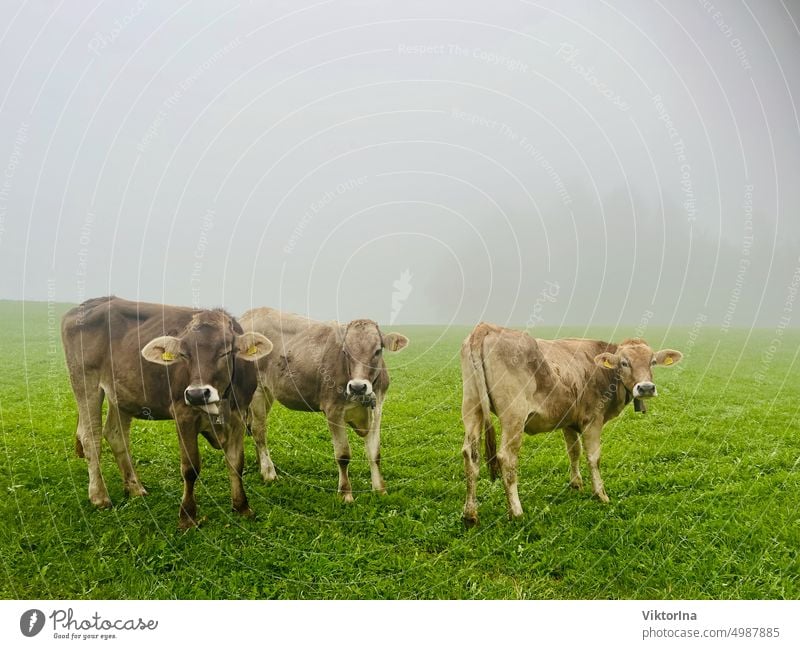 Cows on the meadow in the fog Autumn October November Fog Nature Meadow Grass country Hill Deserted Landscape Dairy cow Field Green Willow tree Farm Herd Animal