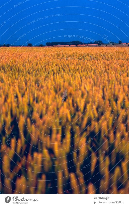 Field strength 2 Yellow Portrait format Horizon Ear of corn Foreground Light Multicoloured Fertile Calm Grain Sky Blue Thunder and lightning Colour