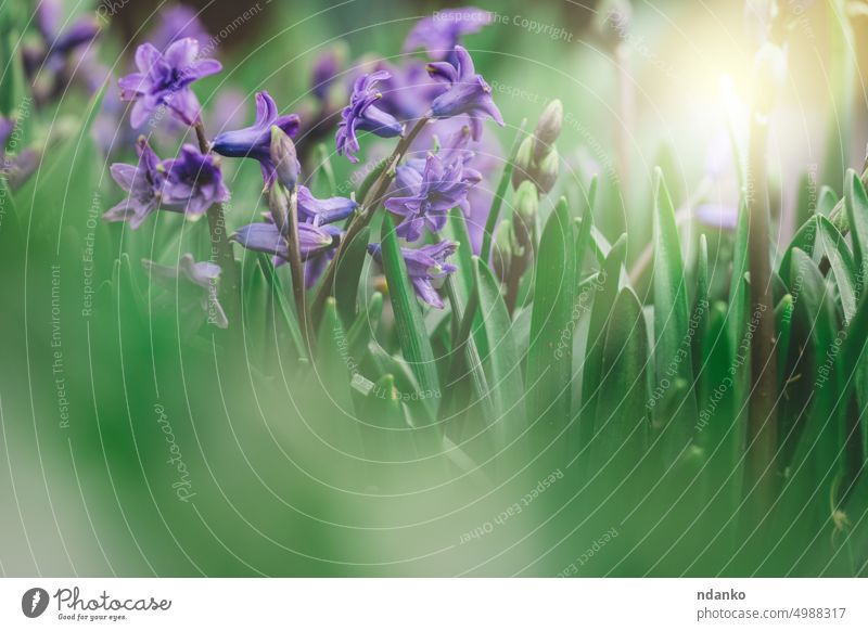 Blooming blue hyacinth in the garden on a summer sunny afternoon, selective focus flower fresh leaf lilac green growth nature nobody outdoor petal plant purple