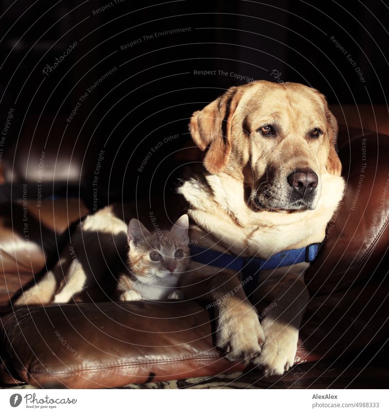 Asynchronous friendship - dog and cat sitting side by side on armchair looking at camera in the evening sun Dog Cat hangover Labrador blond Labrador mackerelled