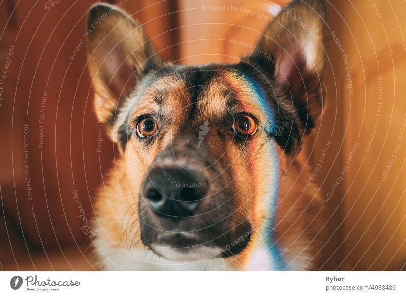 Reflection Of A Multi-colored Rainbow On The Face Of A Dog. Mixed-breed Dog Lying On Floor Indoor adorable animal art beautiful brown close-up closeup colorful