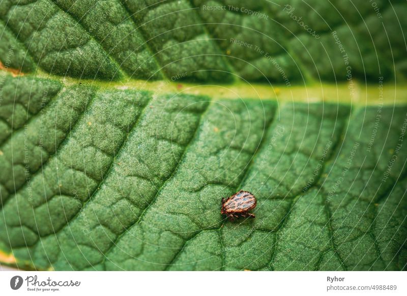 Dermacentor Reticulatus On Green Leaf. Also Known As The Ornate Cow Tick, Ornate Dog Tick, Meadow Tick, And Marsh Tick. Family Ixodidae. Ticks Are Carriers Of Dangerous Diseases