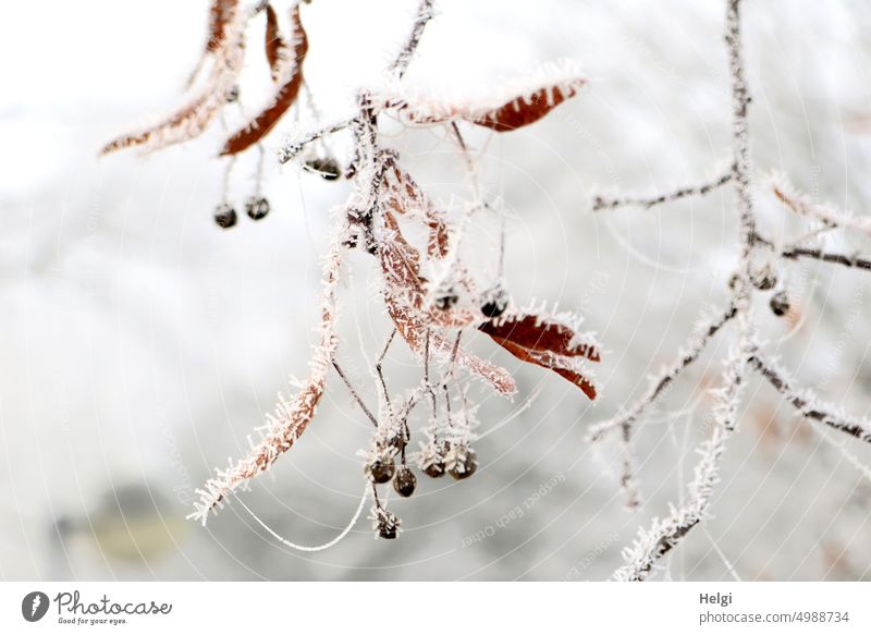 Hoarfrost on alder branches with dried leaves and alder cones Hoar frost Winter chill Frost Cold Frozen Twig Alder branch Leaf Alder cone Freeze Nature