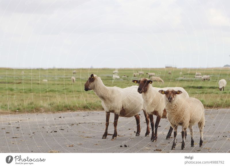 three sheep standing in the Elbe meadows in the middle of the bike path Sheep Animal Mammal Farm animal sheep pasture cycle path Elbe cycle path late summer