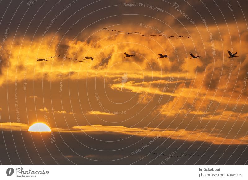 crane train Cranes Sky Autumn Migratory birds Flock of birds Wild animal bird migration Flying Sunset Sunlight Light Freedom Clouds