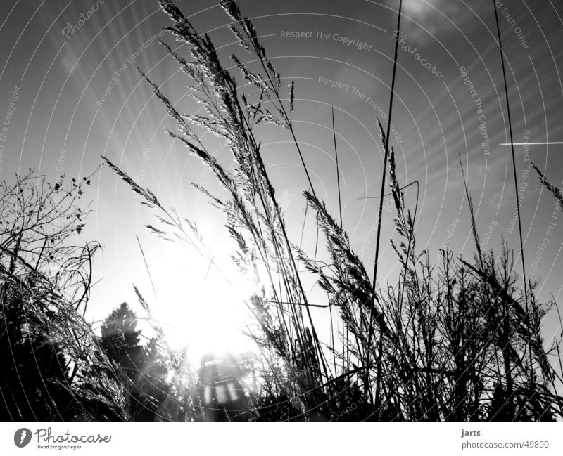 enlightenment Light Grass Summer Sunbeam Awareness Bright Peace Celestial bodies and the universe Sky Lighting Black & white photo jarts Beam of light