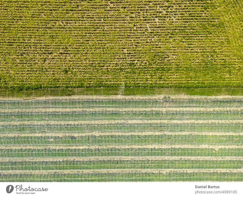 A panorama of a farmland and pear trees with a hail net over them agricultural agriculture apple branch caucasian cultivation farming food fresh fruit garden