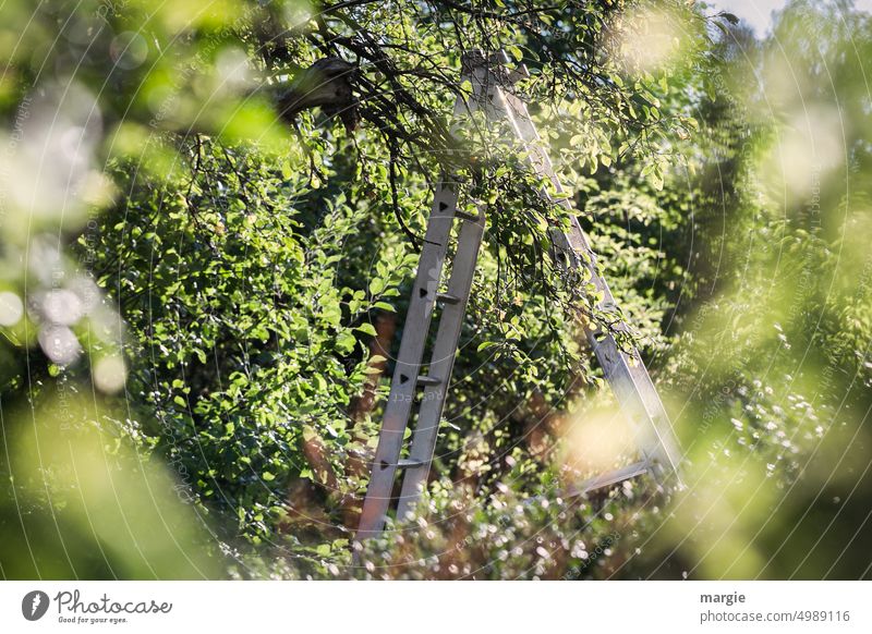 Fruit harvest: a standing ladder between trees Nature Garden Exterior shot Sunlight Ladder Rung Fruit garden Fruit trees Green Tree Harvest Leaf leaves branches