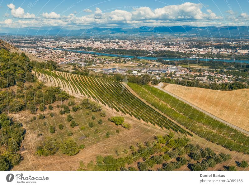 Panoramic aerial photo of the ripening grape fields during the summer season. White grape intended for wine. A few weeks before harvest. Grape fields on the view of the mountain. Background. Landscape