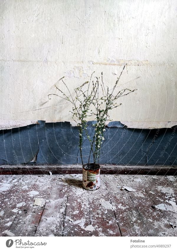 Is this art or can it go? - In a run-down lost place, where the plaster is already crumbling away, there is a rusty tin can in which a small scrub lives.