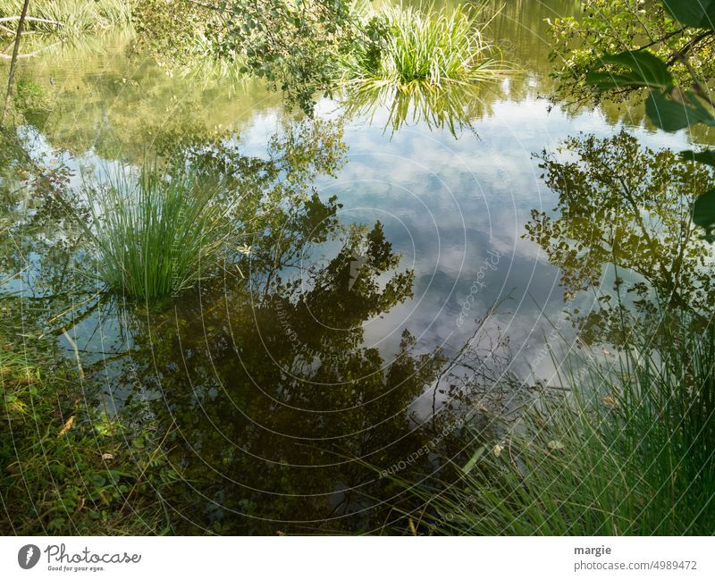 biotope Habitat Pond Nature Environment Green Water Grass Plant Deserted Reflection Clouds Exterior shot trees Tree Lakeside Surface of water Water reflection