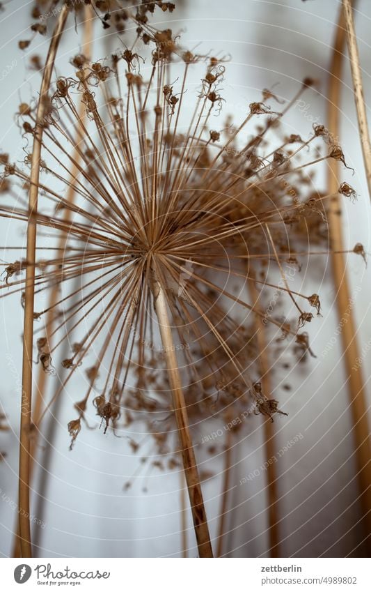 Dry umbel Garden Hedge allotment Garden allotments Deserted Nature Plant tranquillity Holiday season Garden plot shrub Copy Space Depth of field Blossom