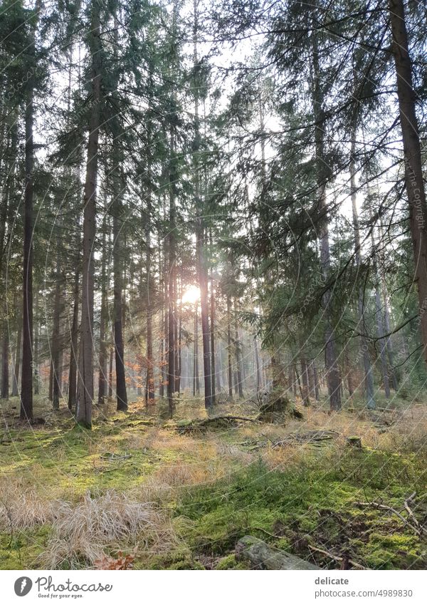 forest light Forest Nature trees Green Environment Landscape Deserted Tree Exterior shot Light Wood naturally Sunlight Relaxation Autumn Calm Beautiful weather