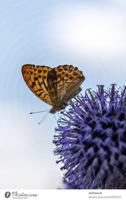 Macro photo of butterfly on purple flower Nature naturally Macro (Extreme close-up) macro Plant detail Growth Detail Shallow depth of field Environment