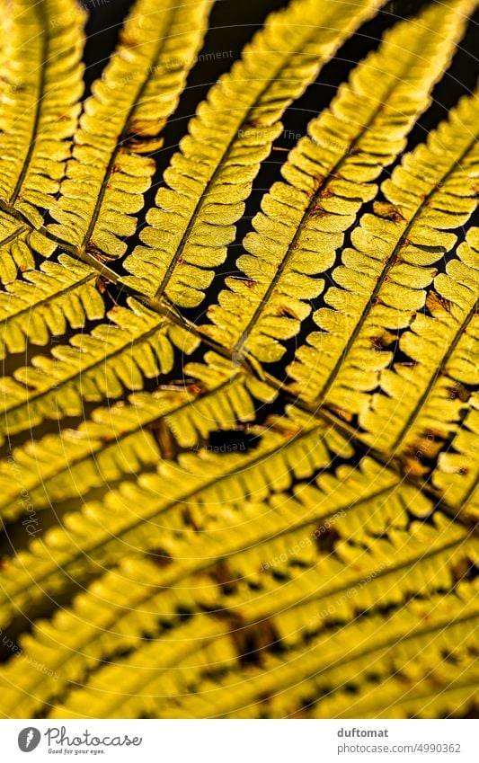 Macro photo of fern leaf Fern Nature naturally Macro (Extreme close-up) macro Plant Green detail Growth Detail Leaf Shallow depth of field Environment Forest