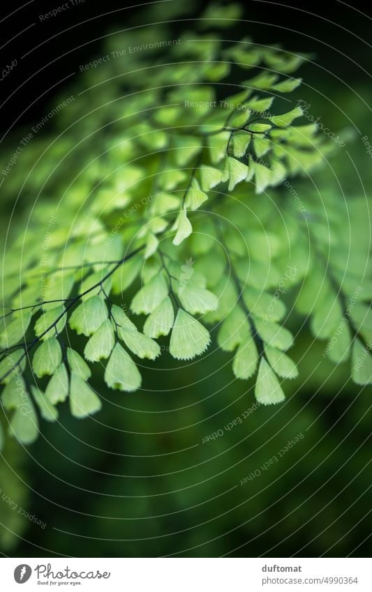 Macro photo of fern leaf Fern Nature naturally Macro (Extreme close-up) macro Plant Green detail Growth Detail Leaf Shallow depth of field Environment Forest