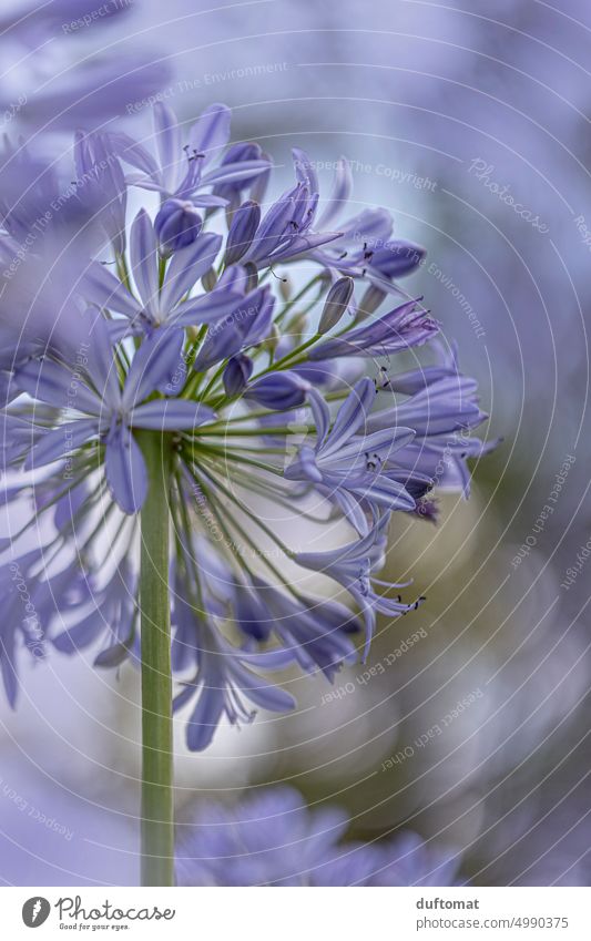 Macro photo of purple ornamental lily Nature naturally Macro (Extreme close-up) macro Plant detail Growth Detail Shallow depth of field Environment Wild plant