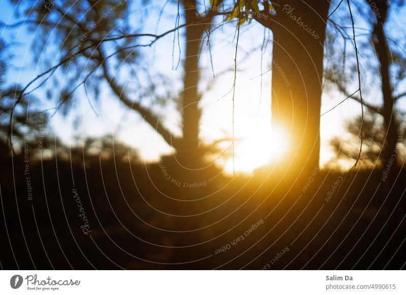 Close up of small tree branches against the sunset Close-up closeup close up closeness closeness to nature close to nature Small Tree Trees Sunset sunset sky