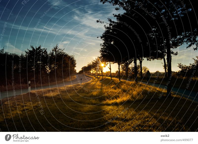 In the evening Environment Nature Landscape Plant Sky Clouds Horizon Autumn Climate Weather Beautiful weather Tree Grass Bushes Street Curve Lane markings