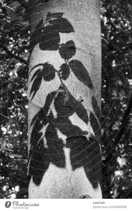 Shadow play in the forest leaves Tree trunk Autumn Beautiful weather Sunlight Contrast Forest Day Nature Light Environment Idyll Leaf foliage Deciduous tree