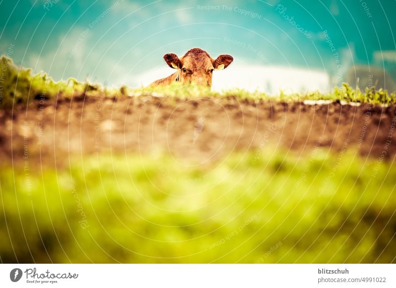 i can see you - the cow Cow Calf Animal Farm animal peasant Agriculture Meadow Nature Cattle breeding Animal portrait Country life Organic farming Livestock