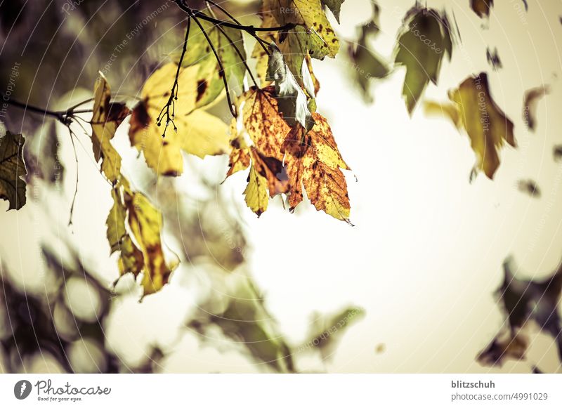 autumn leaves Autumn Leaf Nature Plant Green Red Environment Bushes Tree Season Seasons Landscape Autumnal Automn wood Autumnal colours Autumn leaves