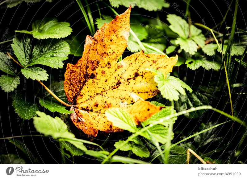 Leaf in autumn Autumn Nature Plant Green Red Environment Bushes Tree Season Seasons Landscape Autumnal Automn wood leaves Autumnal colours Autumn leaves