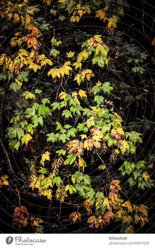 Natural autumn colors Autumn Leaf Nature Plant Green Red Environment Bushes Tree Season Seasons Landscape Autumnal Automn wood leaves Autumnal colours