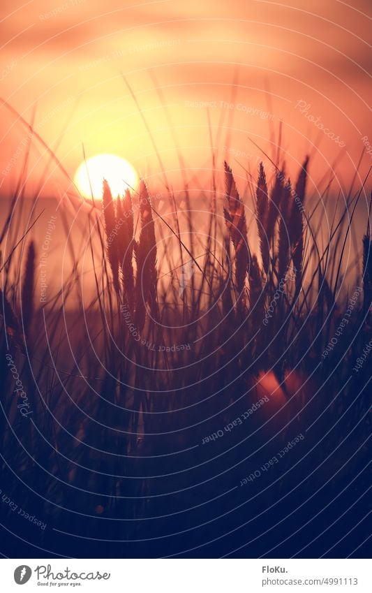 Beach oat silhouettes in the evening sun marram grass Marram grass Sunset Ocean North Sea coast Nature Landscape duene Relaxation Sand Vacation & Travel