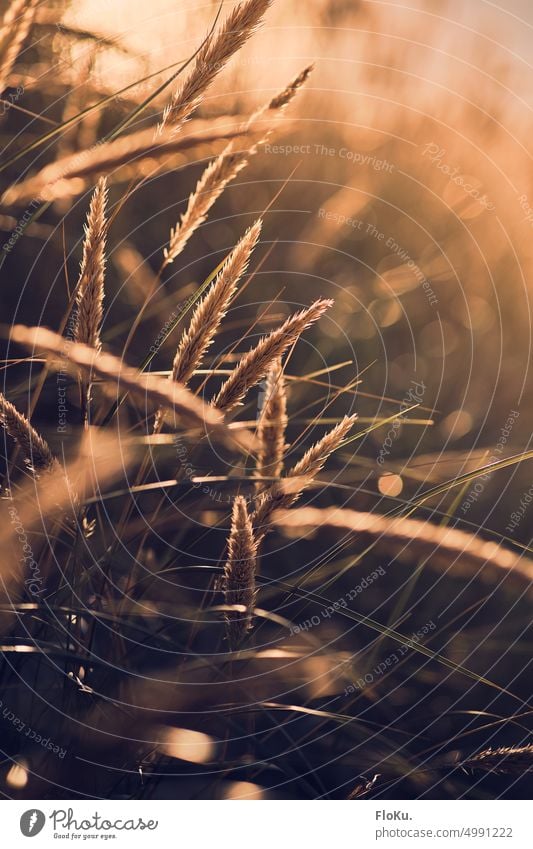 Beach grass in the evening sun sunshine North Sea Sand Grass duene marram grass coast Landscape Marram grass Nature Exterior shot Ocean Deserted