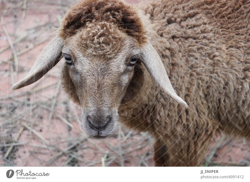 Sheep looking at camera in the farm. mammal wool farming meadow horizontal no people stare australia fluffy friendly gaze group humor pet ranch standing staring