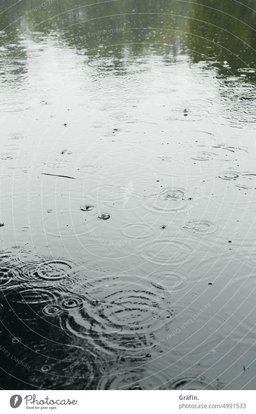 [HH Unnamed Road] Raindrop ballet - raindrops on the surface of a lake. Cemetery Nature Tree Colour photo Exterior shot Autumn Plant Drops of water Deserted