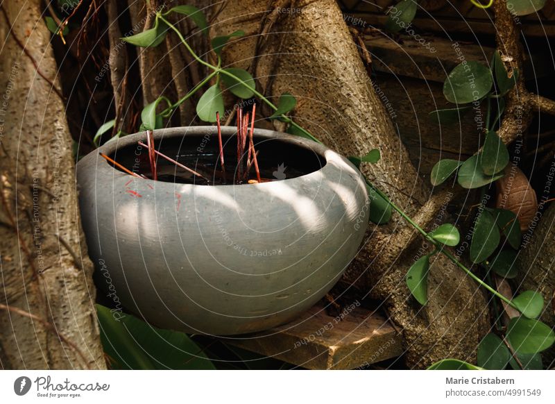 Prayer incense sticks in a ceramic pot at the foot of a tree, a common Buddhist practice buddhism spirituality religious practice close up worship mindfulness