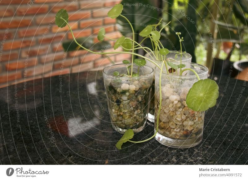 Centella asiatica, commonly known as gotu kola, kodavan, Indian pennywort and asiatic pennywort that is used as alternative herbal medication in ayurveda