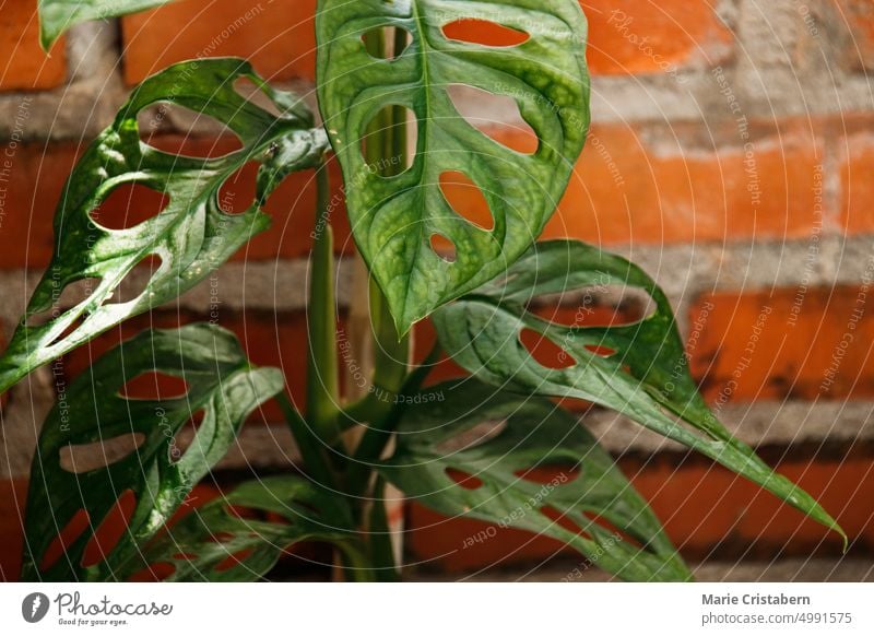 Close up of Monstera adansonii or Swiss-cheese-plant against a brick wall monstera adansonii swiss-cheese-plant no people botany houseplant growth lush foliage