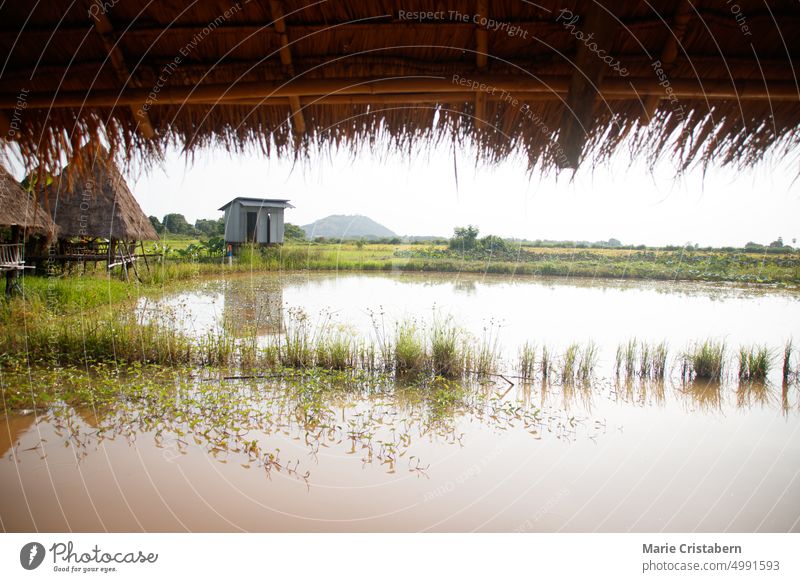 View of the flooded rice paddy seen from under a nipa roofed bungalow in Siem reap, Cambodia flooding climate change weather countryside siem reap cambodia asia