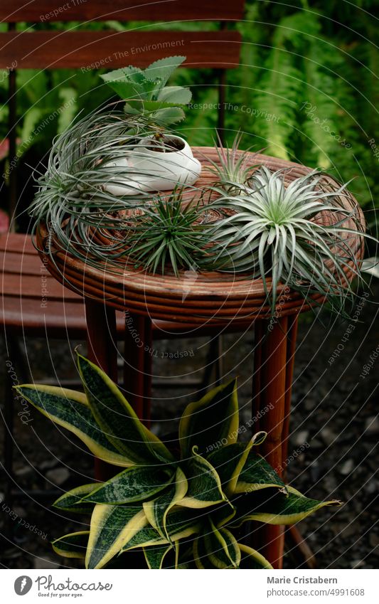 Cute rattan table and chair among the lush tropical garden Garden Harmony Wellbeing Design Botany Freshness Garden Path Summer Growth Gardening Lush Foliage