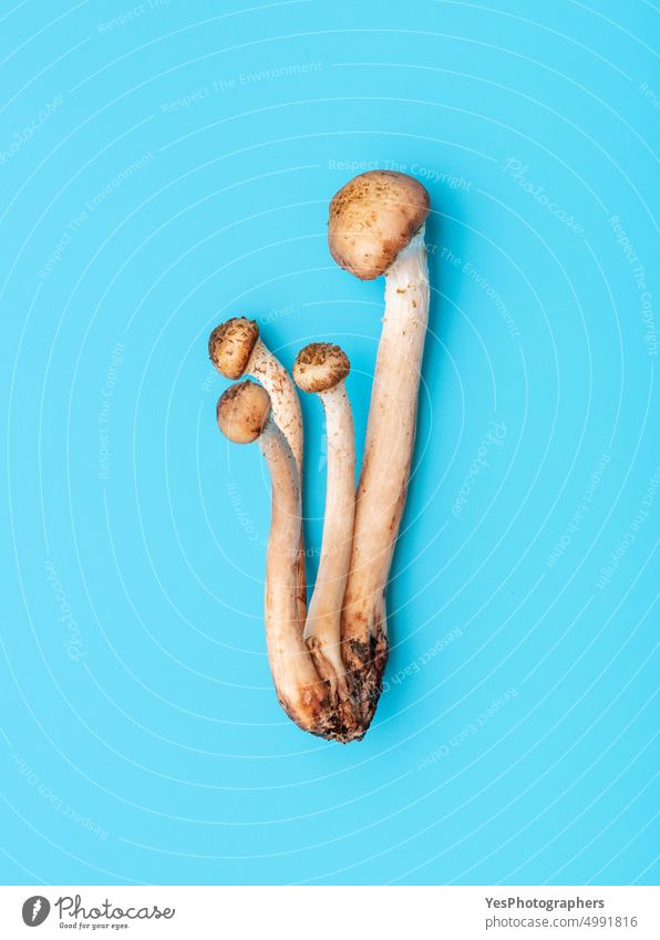 Wild edible mushrooms bouquet on a blue background above armillaria mellea autumn bright brown cap close-up color concept cuisine delicious european food forest