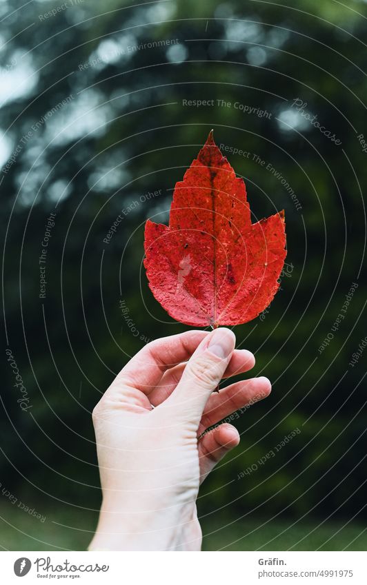 autumn red Leaf Uphold foliage Red Nature Transience Autumnal colours leaves Plant Autumn leaves Exterior shot Colour photo Seasons Early fall autumn mood