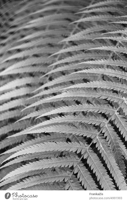 Composition fern leaves in black and white Nature Plant Fern Smooth Delicate Black & white photo composition Detail Soft Botany Deserted Leaf Fern leaf