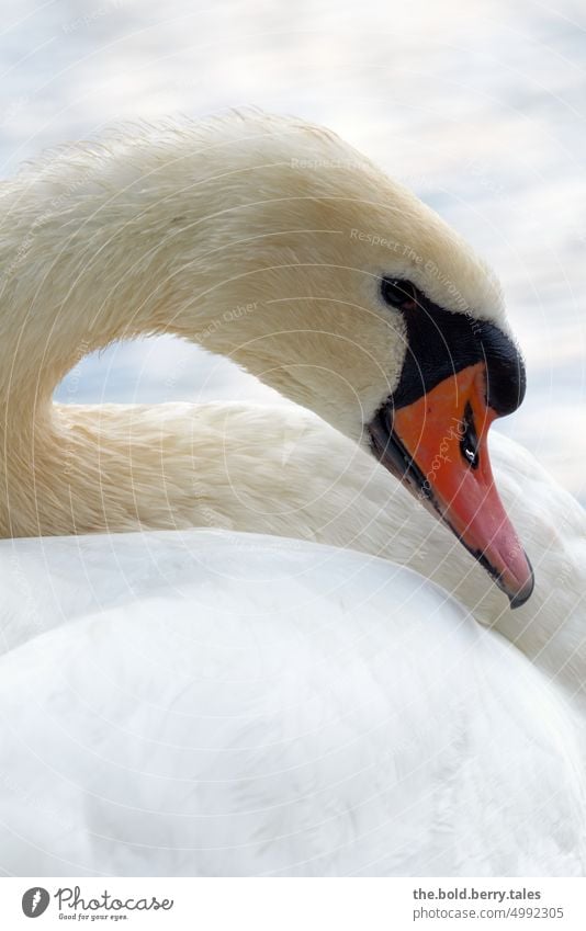 white swan close up White Orange Swan Animal Bird Beak Feather Neck Head Water pretty Elegant Exterior shot Nature Colour photo